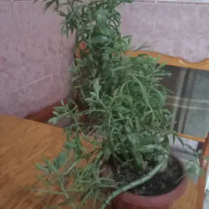 Оленье рога, Душанбе