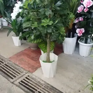 Дарахт, Душанбе