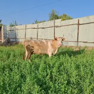 Гов ашевский порода, Абдурахмони Джоми