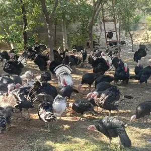 Индюк хурус, Хуҷанд