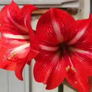 Амариллис красный, Душанбе