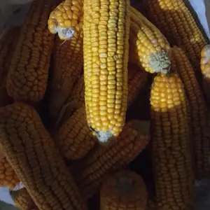 Чирмака, Гиссар