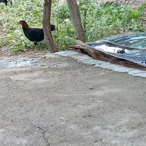 Мург, Данғара