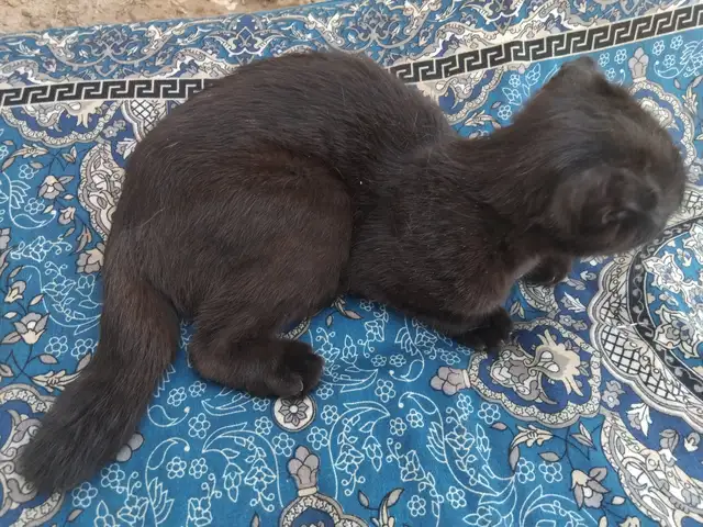 Кот, Душанбе