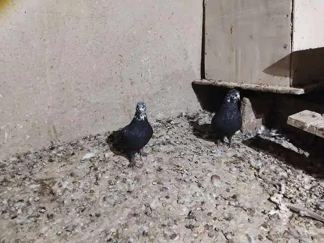 Кафтар, Душанбе