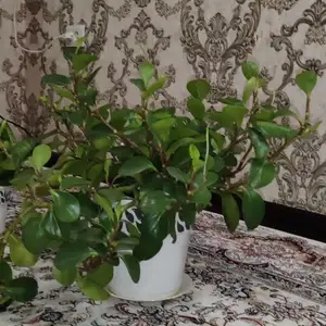 Комнатные растения, Душанбе