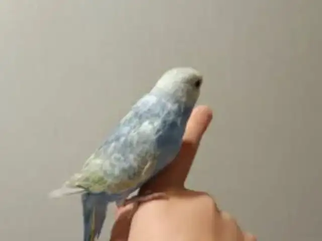 Попугай, Душанбе