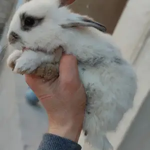 Харгушча, Душанбе