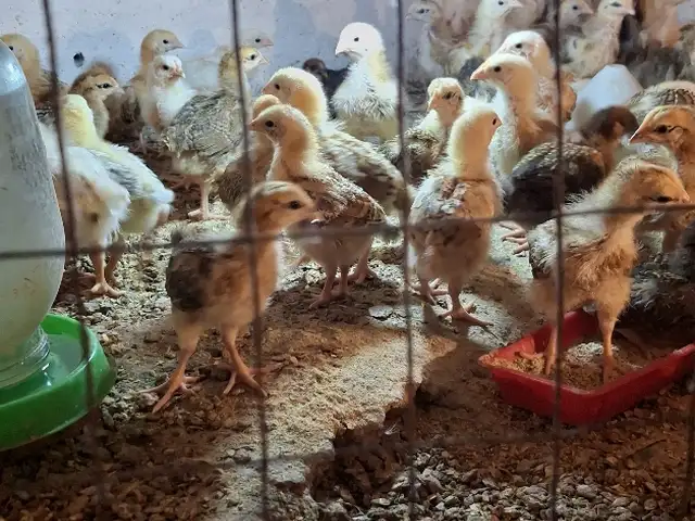 Чучаи ломан браун, Вахдат