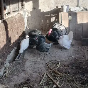 Индюк, Панҷакент
