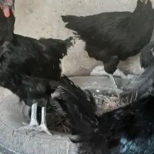 Мургои Амири, Турсунзаде