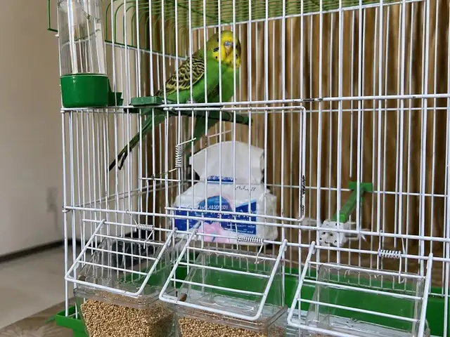 Попугай, Душанбе