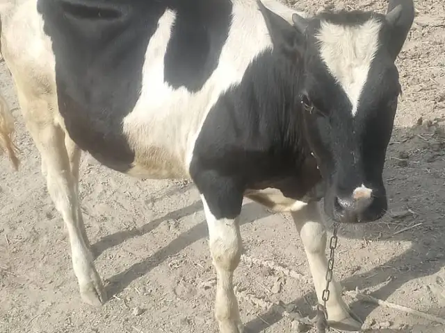 Гуночин, Ҳисор