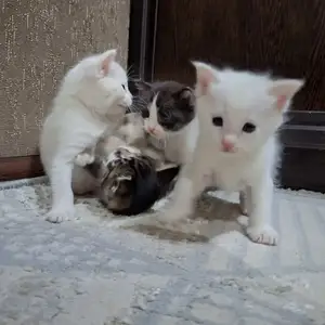 Шотландская кошка, Худжанд