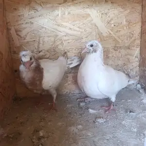 Кафтар, Душанбе