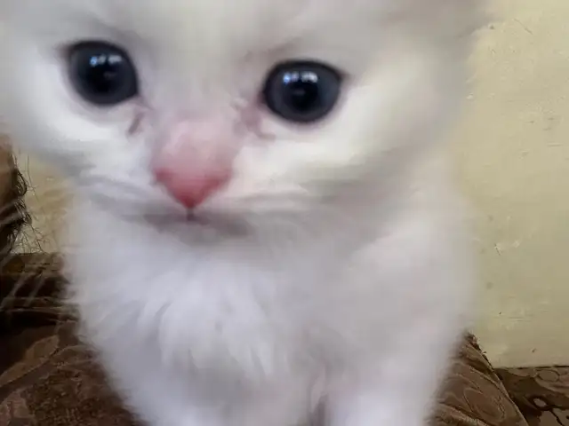 Шотландский вислоухий котенок, Душанбе - 8