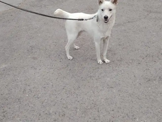 Японский Шпиц, Душанбе