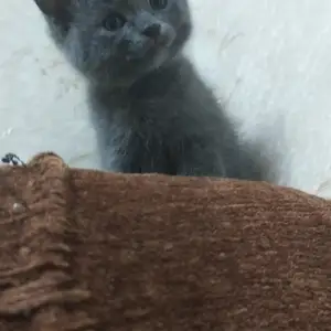 Шотландский прямоухий котенок, Душанбе