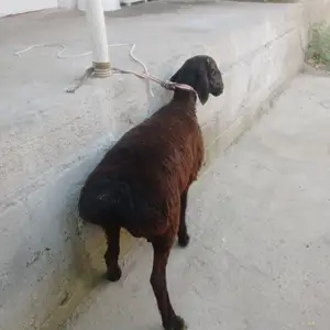 Гусфанд, Душанбе