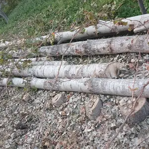 Чуби 12м 15м хархел, Худжанд