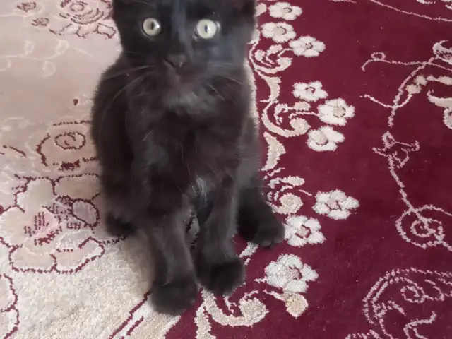 Кошка даром, Хуҷанд