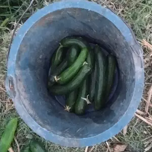 Бодаринг, Панҷакент