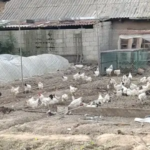 Мурги рябушка Адлерский, Турсунзаде