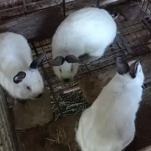 Калифорнийский кролик, Худжанд