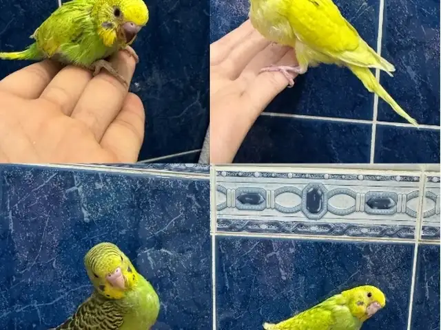 Попугай, Душанбе