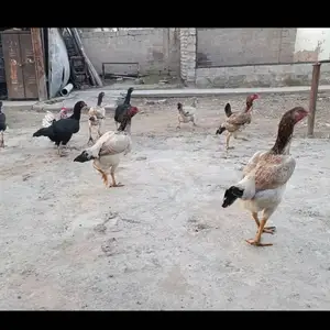 Дакан, Душанбе