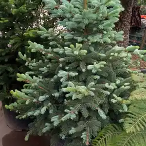 Голубая Ель, Душанбе