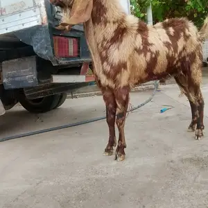 Буз, Абдурахмони Джоми