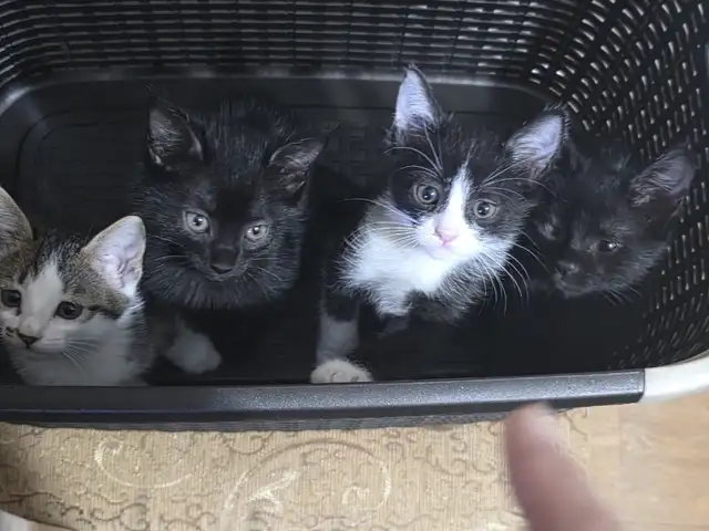 Котята, Душанбе