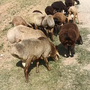 Гусфанд, Душанбе