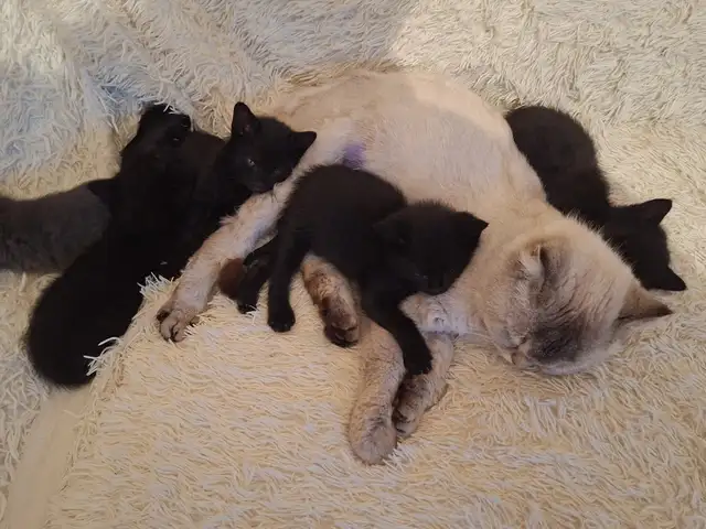 Котята, Душанбе
