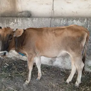 Гуночин Черси, Абдурахмони Джоми