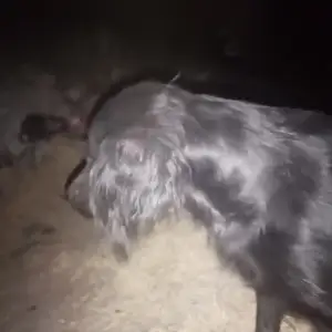 Саги руси, Душанбе