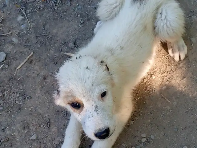 Саги алабай, Конибодом