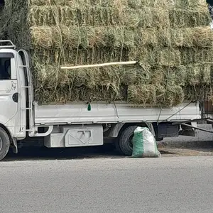 Беда, Бободжон Гафуров
