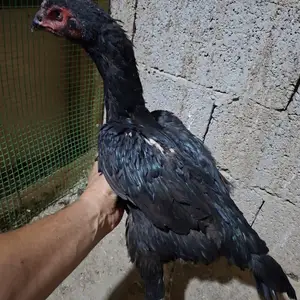 Дакан, Гиссар