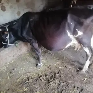 Гов, Вахдат