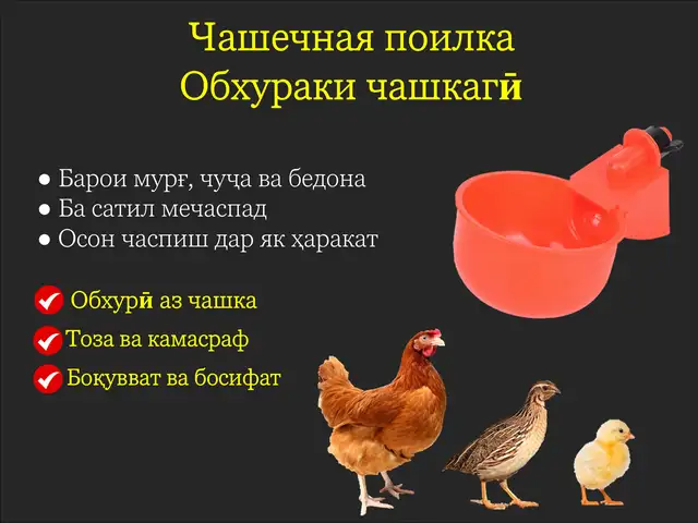Поилка, Душанбе