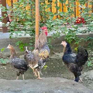 Хурус бо 2 мург, Исфара