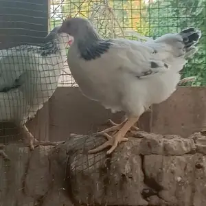 Чучаи Рябушка, Турсунзаде