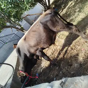 Букача, Душанбе