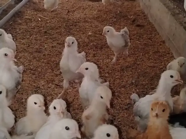 Мургхо, Турсунзода