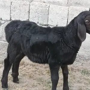 Барра, Душанбе