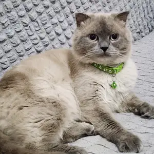 Кот на вязку, Хуҷанд