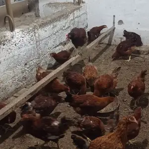 Мург, Худжанд