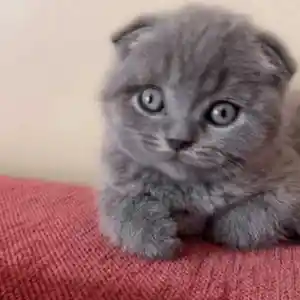 Шотландские короткошерстные котята, Душанбе